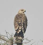 Eastern Imperial Eagle