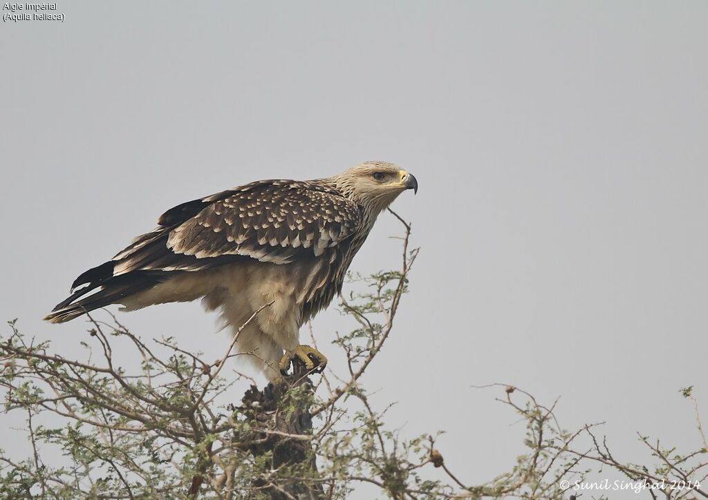 Aigle impérialjuvénile, identification