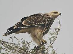 Eastern Imperial Eagle