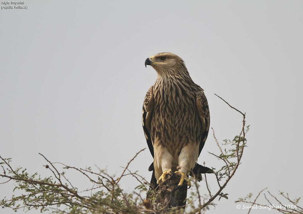 Aigle impérialjuvénile, identification