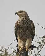 Eastern Imperial Eagle