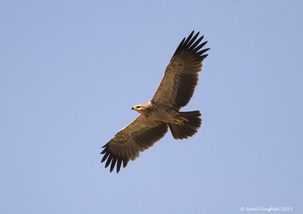 Aigle ravisseuradulte, Vol