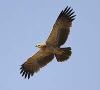 Tawny Eagle