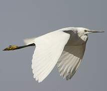 Little Egret