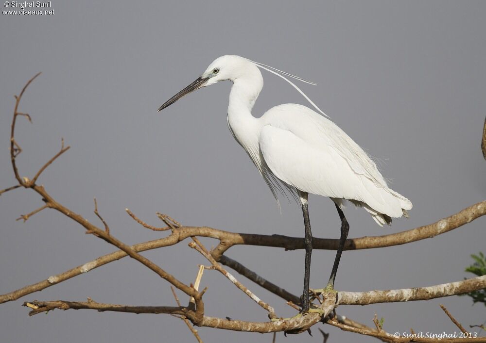 Aigrette garzetteadulte nuptial, identification, Comportement