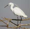 Aigrette garzette