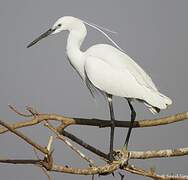 Little Egret