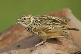 Indian Bush Lark