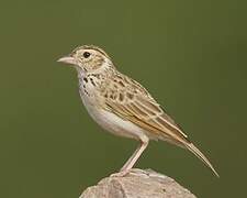 Indian Bush Lark