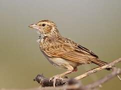 Indian Bush Lark