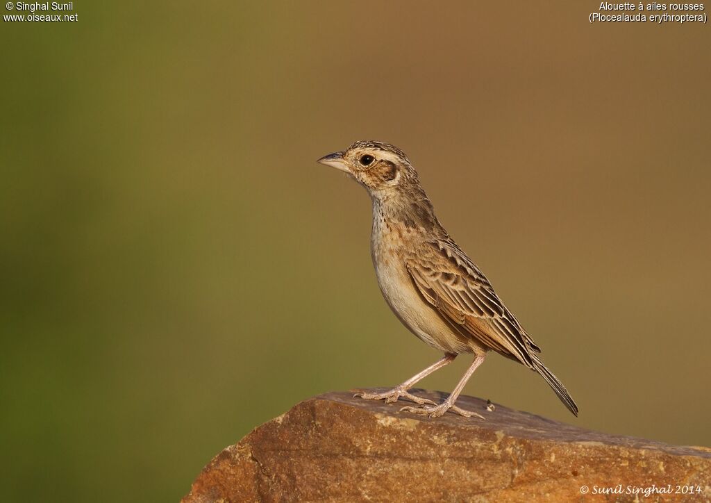 Indian Bush Larkadult, identification