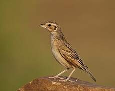 Indian Bush Lark