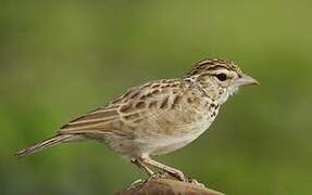 Indian Bush Lark