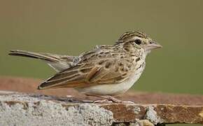 Indian Bush Lark