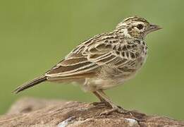 Indian Bush Lark