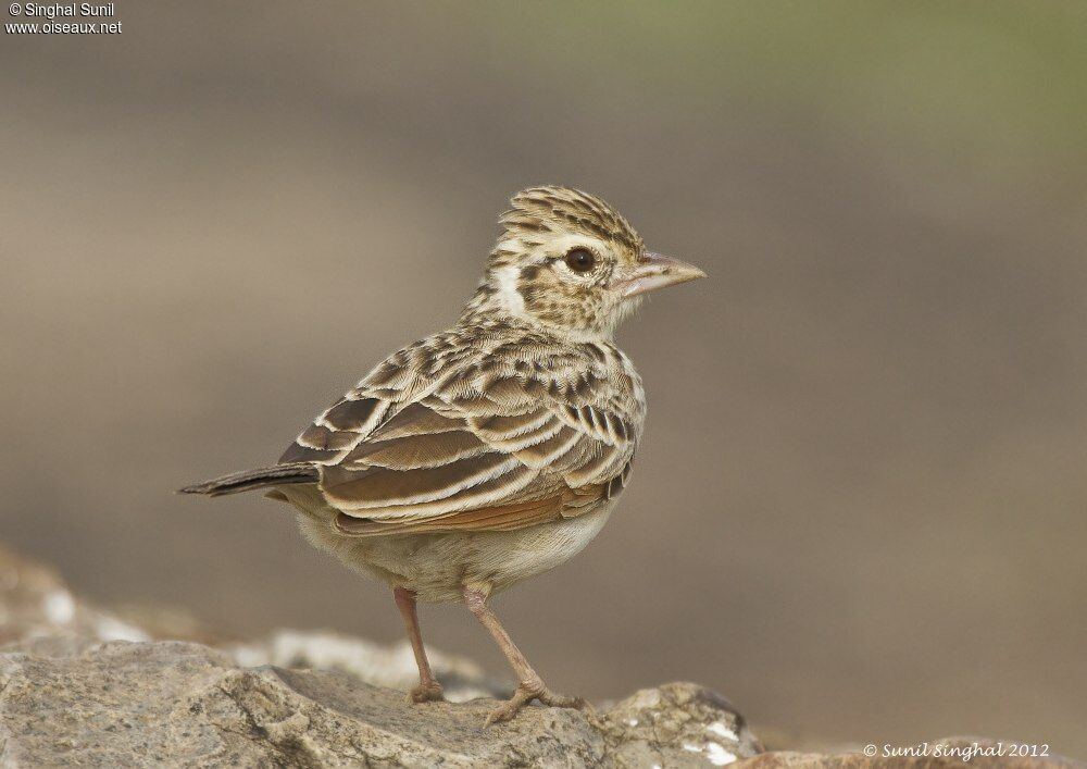 Indian Bush Larkadult, identification