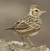 Indian Bush Lark