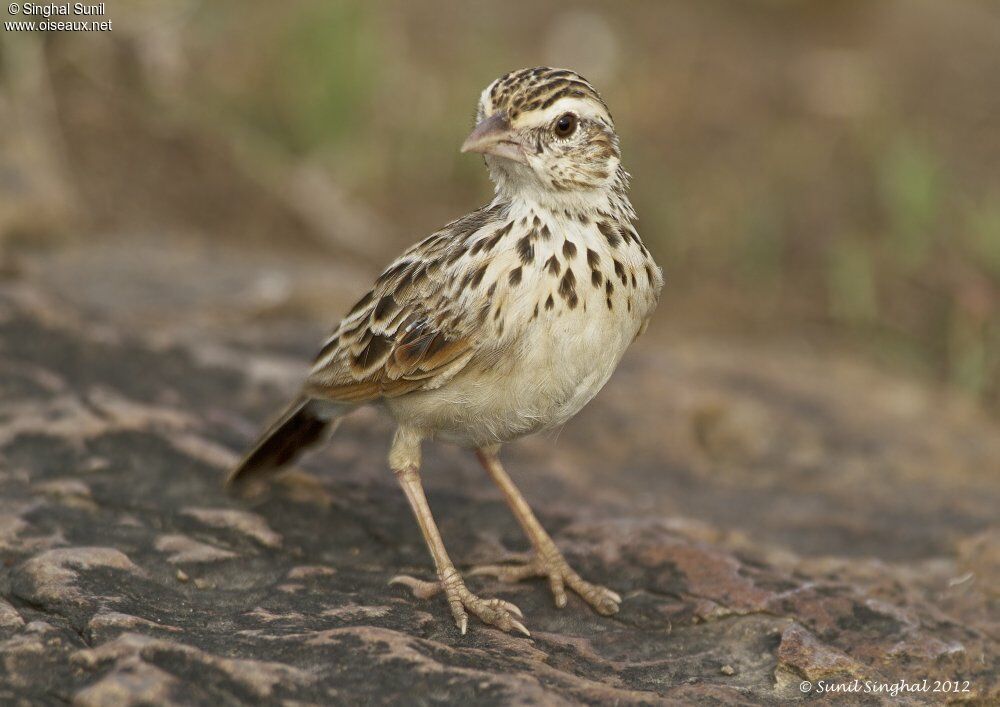 Indian Bush Larkadult, identification