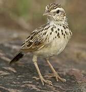 Indian Bush Lark