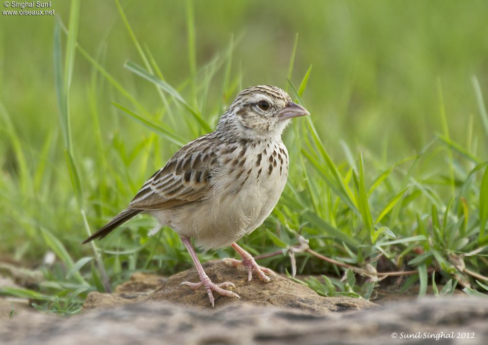 Indian Bush Larkadult, identification