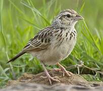 Indian Bush Lark