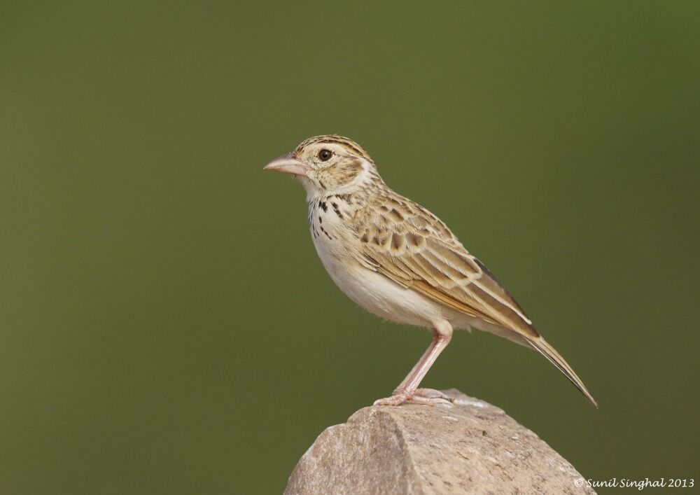 Indian Bush Lark