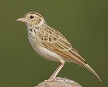 Indian Bush Lark