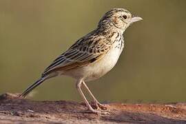 Indian Bush Lark