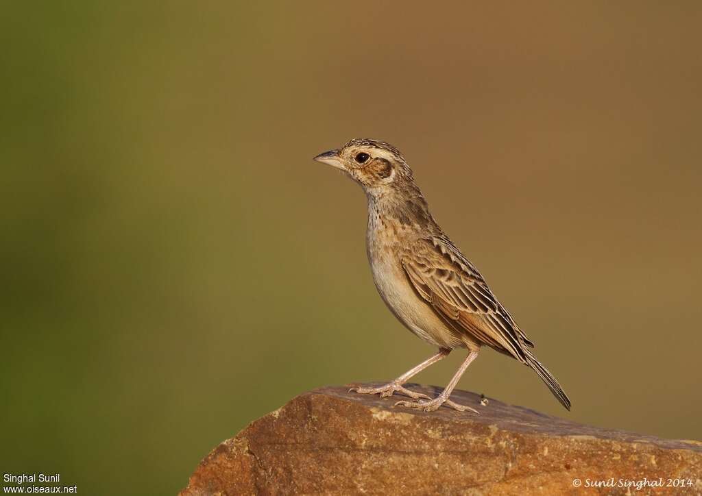 Indian Bush Larkadult