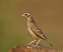 Indian Bush Lark