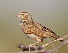 Indian Bush Lark