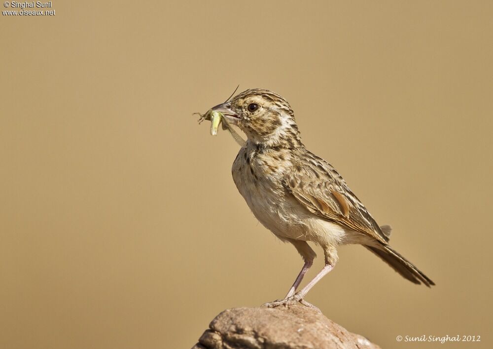 Indian Bush Lark