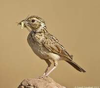 Indian Bush Lark