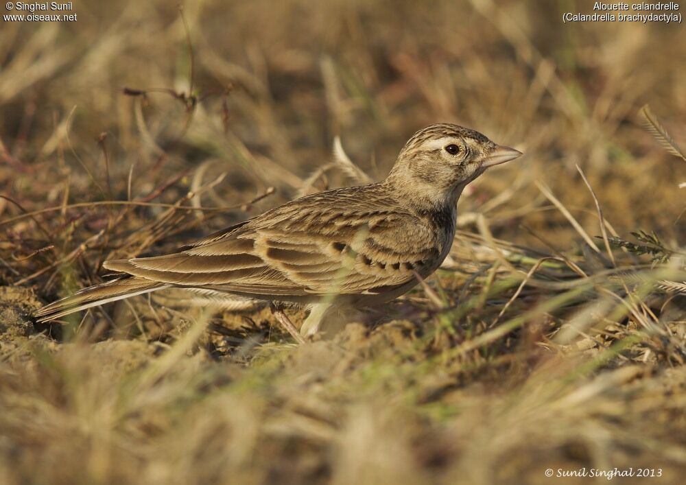 Greater Short-toed Larkadult, identification