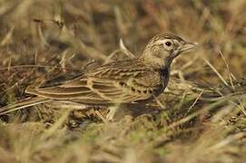 Greater Short-toed Lark