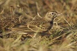 Greater Short-toed Lark