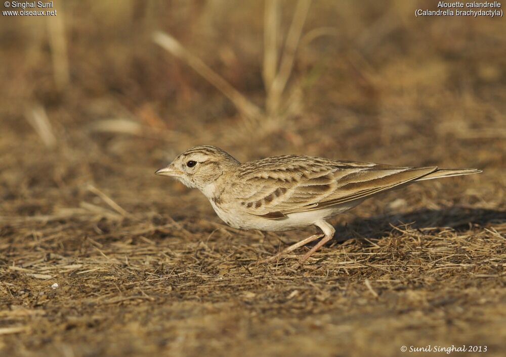 Greater Short-toed Larkadult, identification