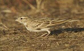Greater Short-toed Lark