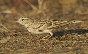 Greater Short-toed Lark