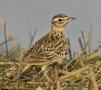 Oriental Skylark