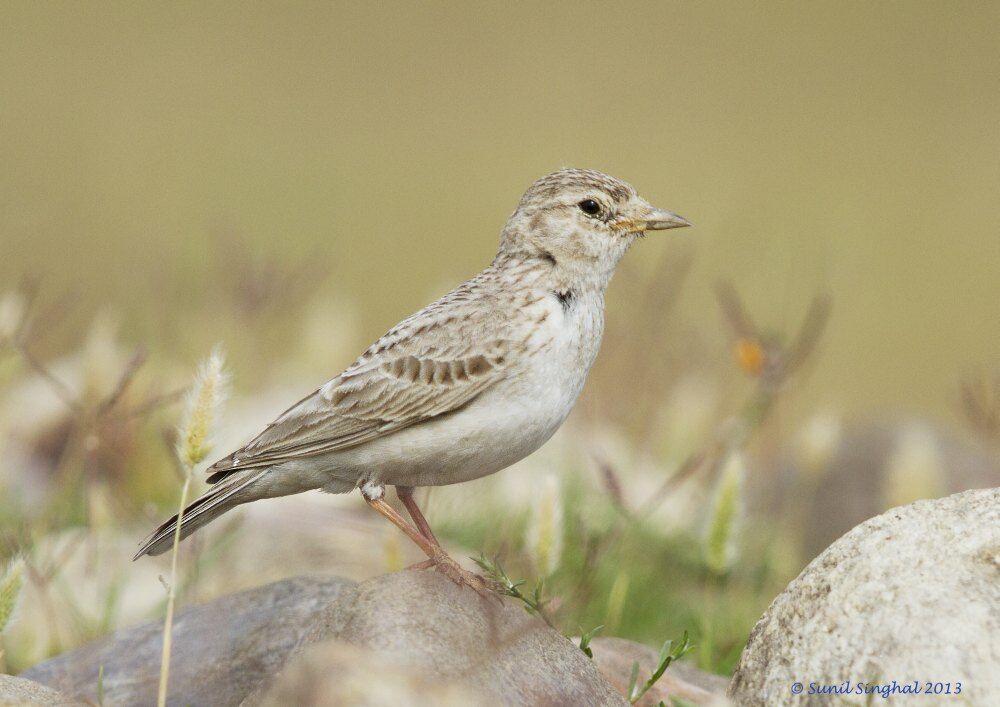 Sand Lark