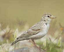 Sand Lark