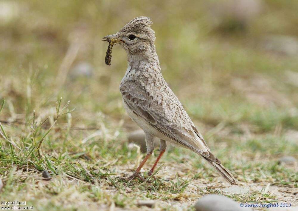 Sand Lark