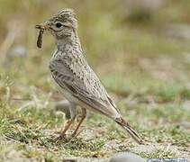 Sand Lark