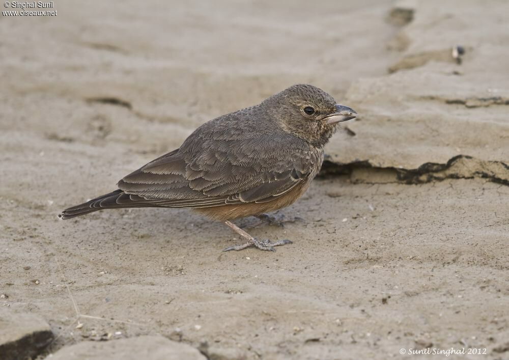 Rufous-tailed Larkadult, identification