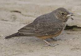 Rufous-tailed Lark