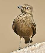 Rufous-tailed Lark