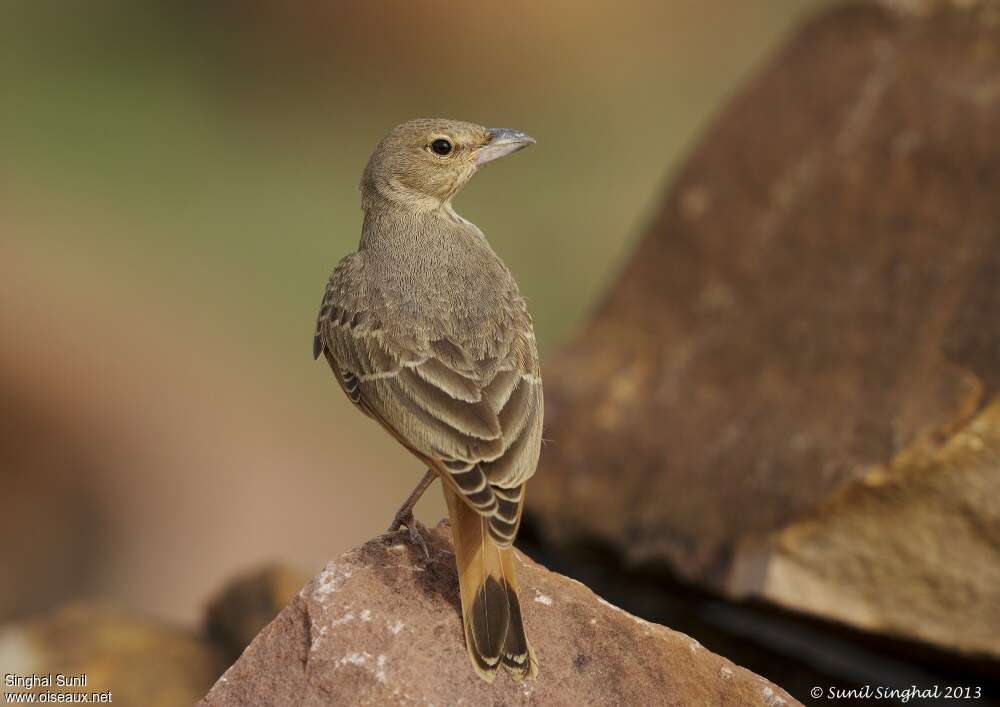 Rufous-tailed Larkadult, aspect, pigmentation