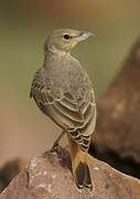 Rufous-tailed Lark