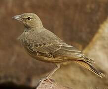 Rufous-tailed Lark